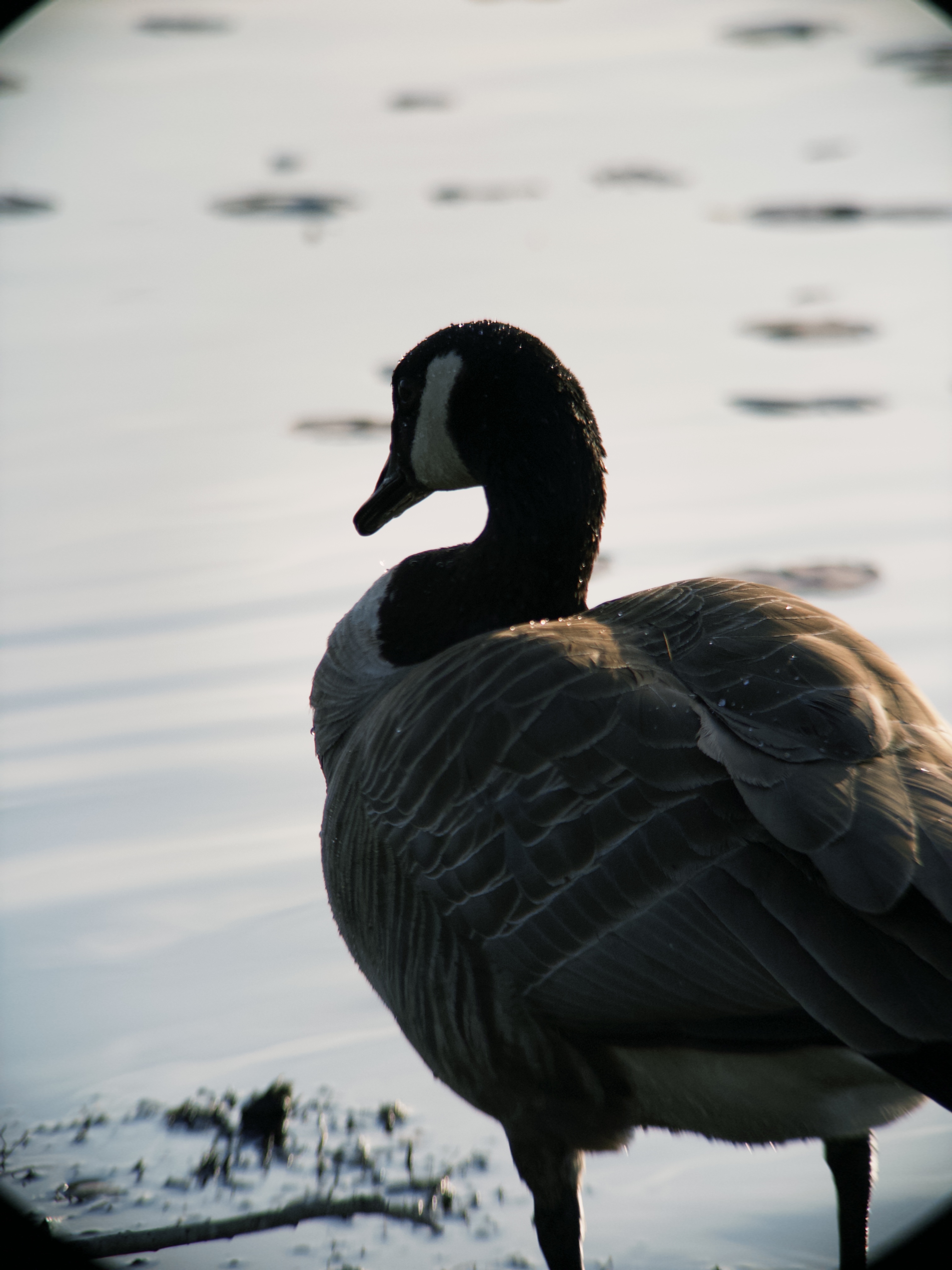 Bird shot with BirdLens telephoto