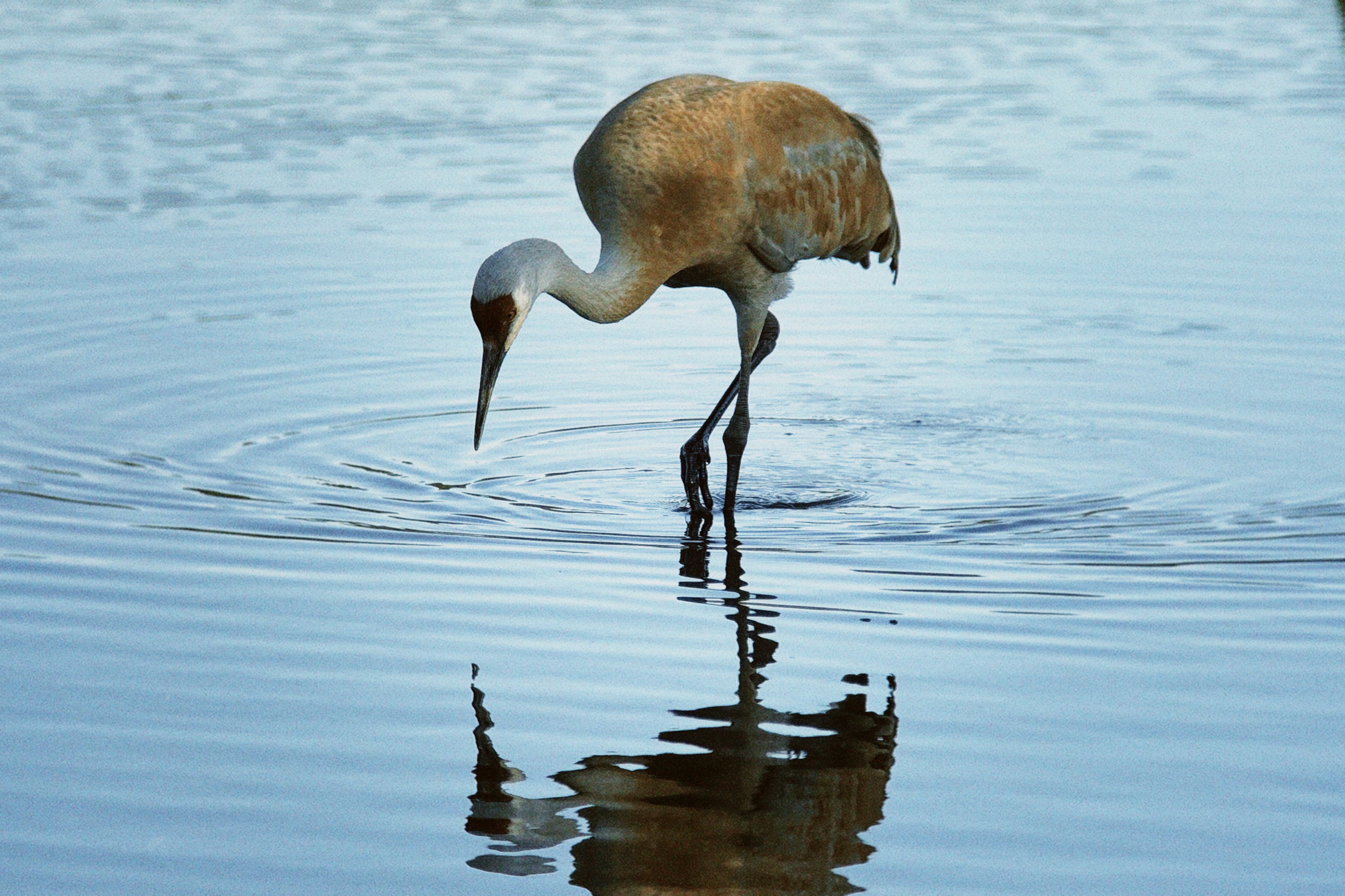 Bird shot with BirdLens telephoto