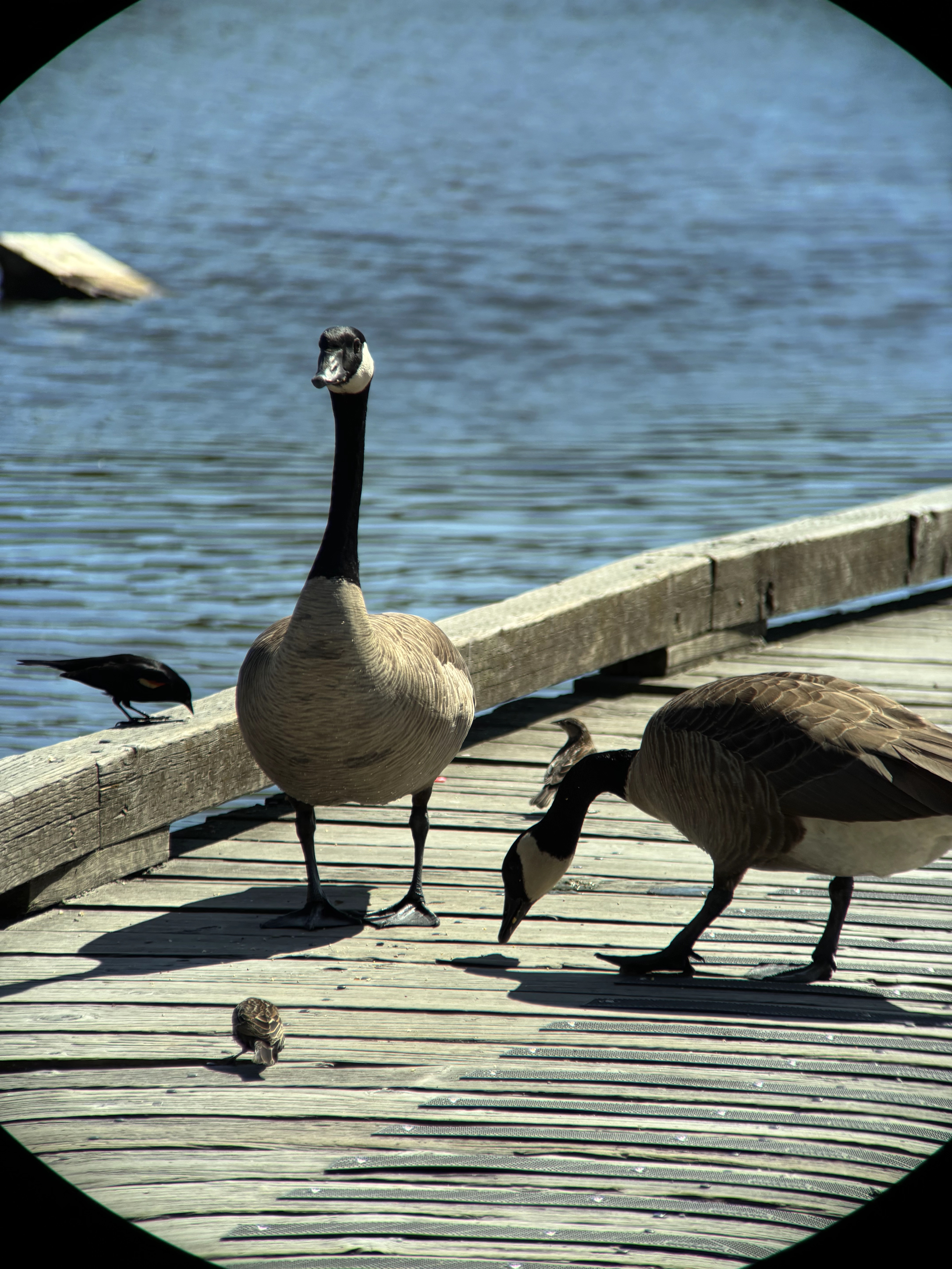Bird shot with BirdLens telephoto